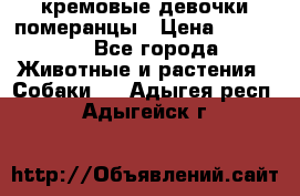 кремовые девочки померанцы › Цена ­ 30 000 - Все города Животные и растения » Собаки   . Адыгея респ.,Адыгейск г.